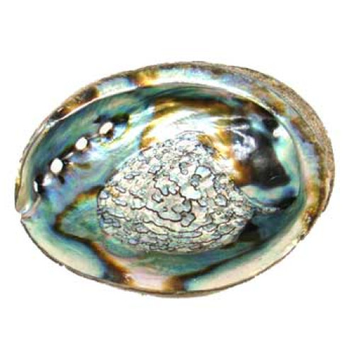 Abalone Shell 3"-4" Incense Burner