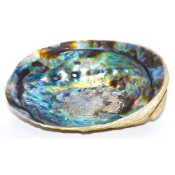 Abalone Shell 5"- 6" Incense Burner